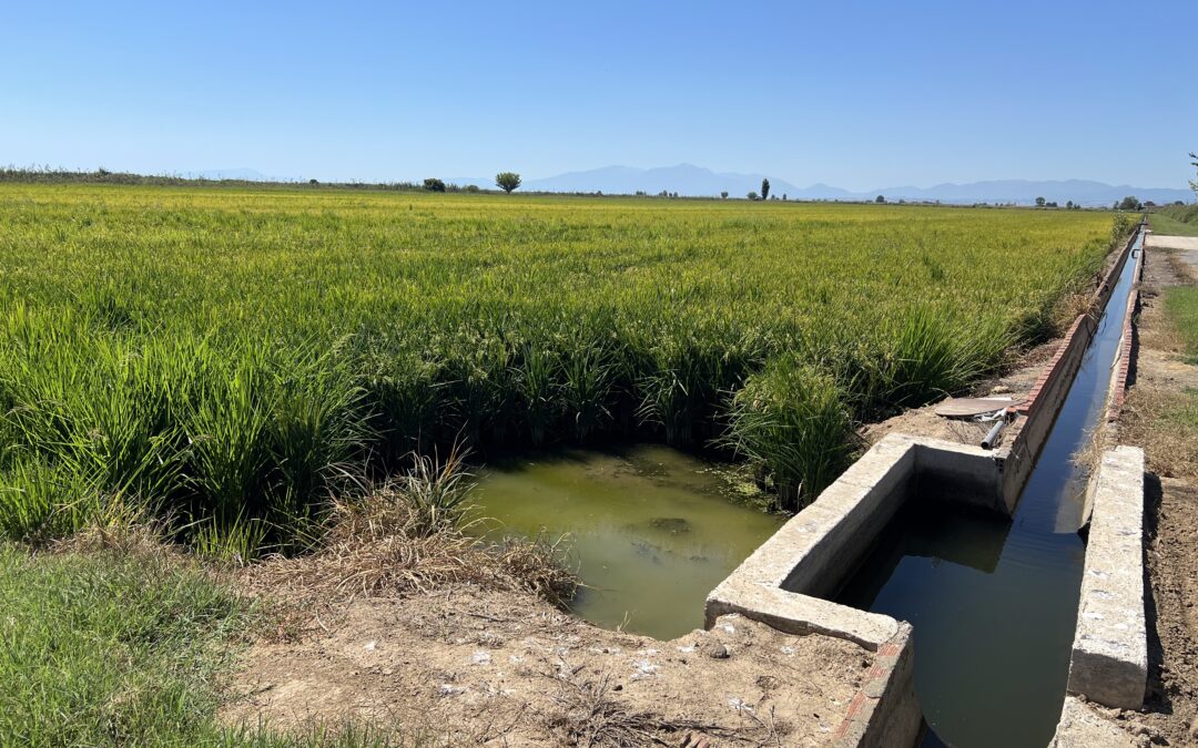RAINS Project in Greece: Driving Sustainable Water Management in Agriculture