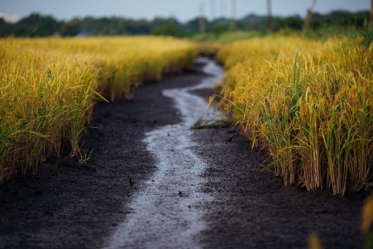 A farmer walking across dry agricultural soil